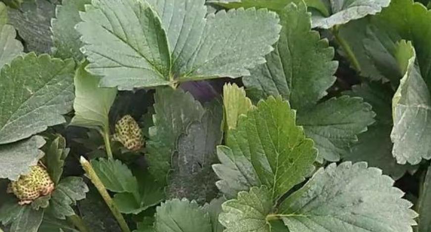 草莓叶子变软变蔫怎么回事,草莓叶子变干是怎么回事