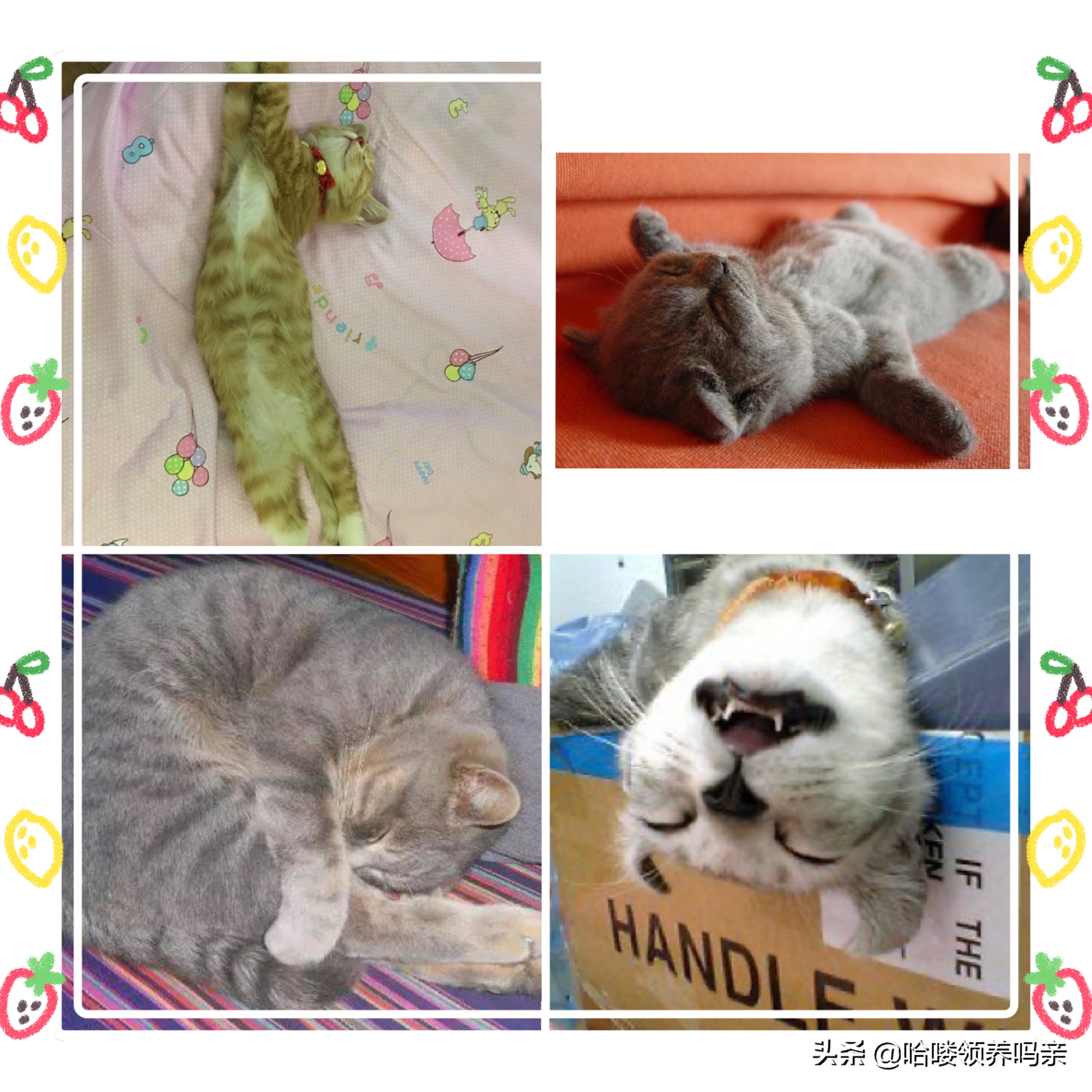 猫咪是一种特殊的液体你知道吗,猫咪为什么是液体形成的