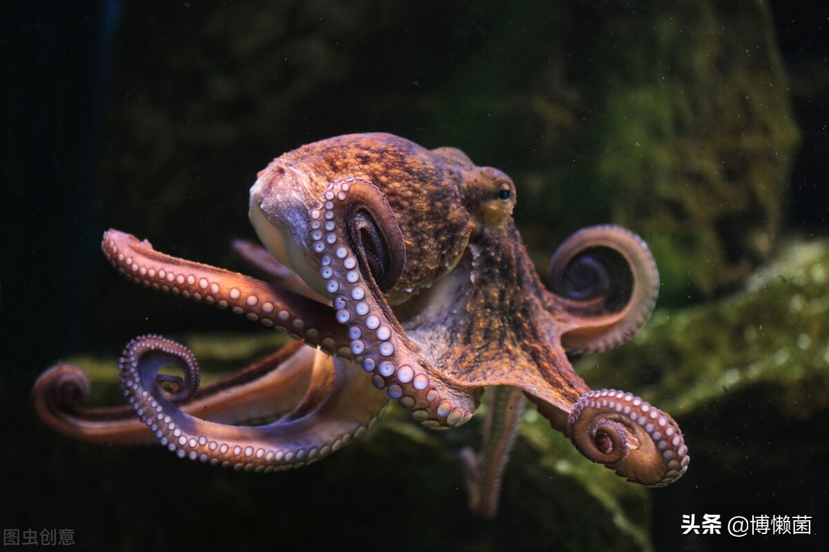 章鱼外星生物是干什么的,外星生物章鱼