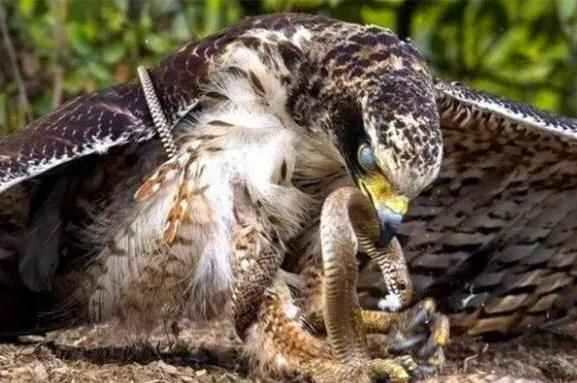 鹰怎么捕食蛇,鹰吃蛇为什么不怕毒蛇