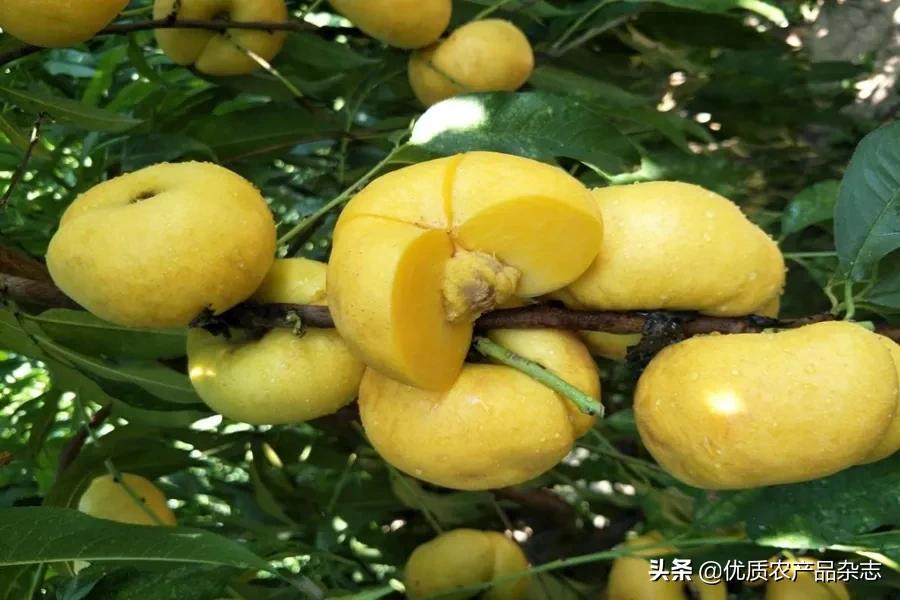 鲜食黄桃产地哪里的最好,什么种类的黄桃最好吃又甜