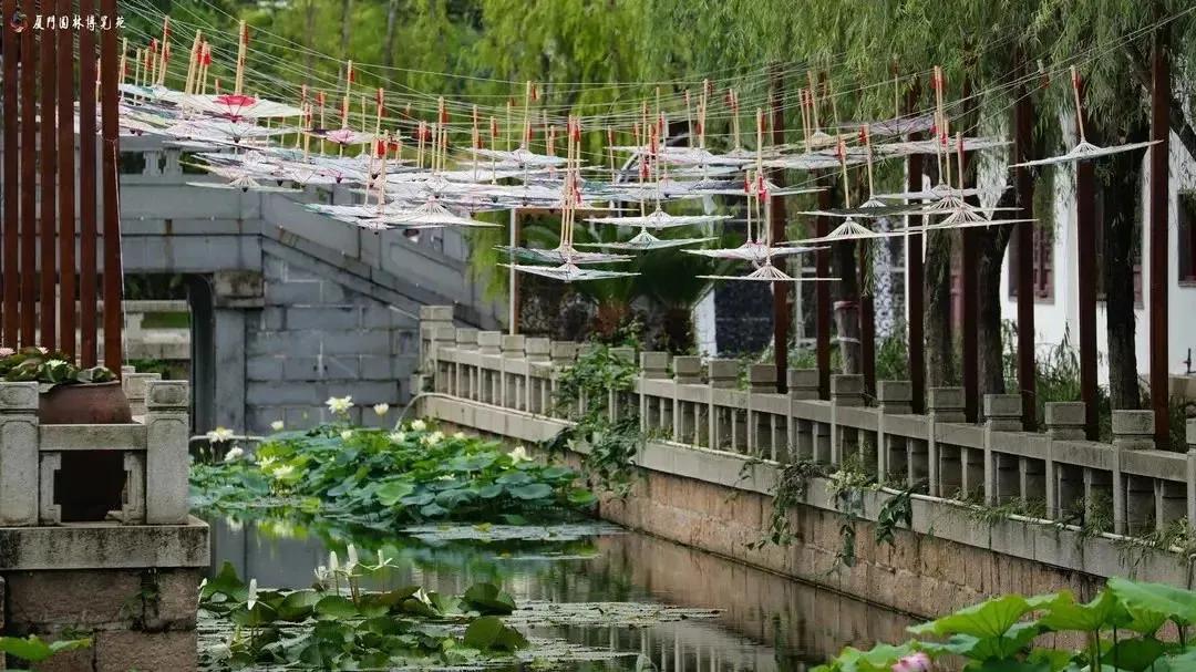 厦门看荷花哪里好,厦门荷花观赏地