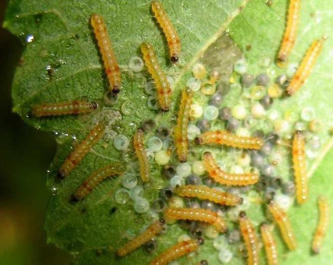 小桑果种植技术视频,桑葚树虫害防治