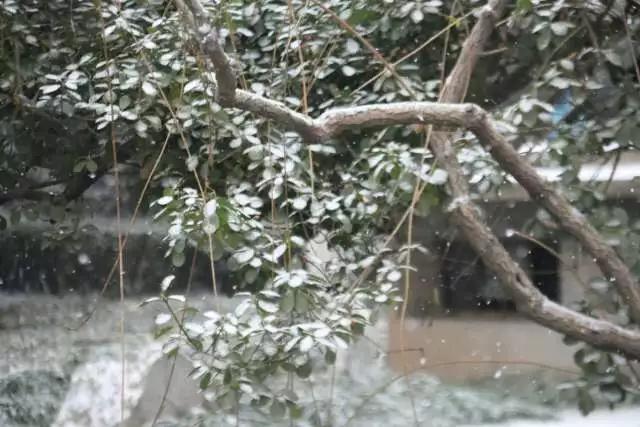 石家庄铁道大学巅峰时期,石家庄铁道大学九十年代