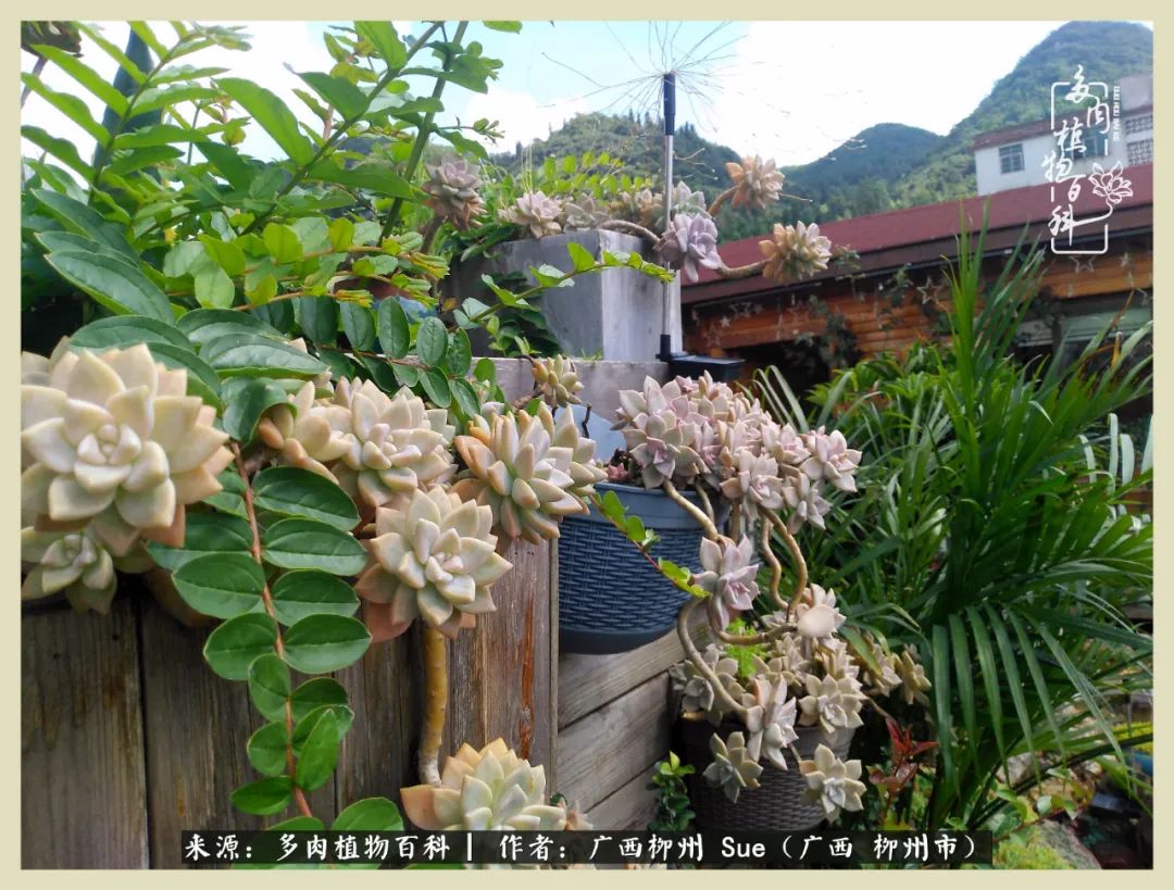 艳阳高照凉爽贵州,我要勤快地捕捉美好!(二)