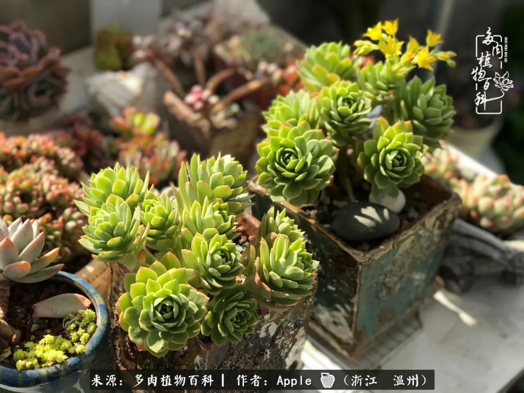 多肉成长记观察记录怎么写,多肉成长记录观察展板