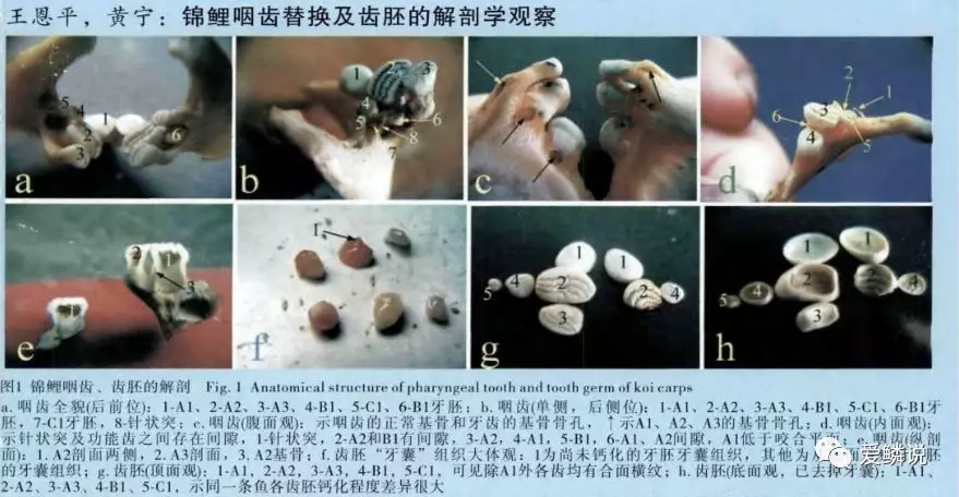 鲤鱼嘴里有没有鱼石,鲤鱼嘴巴没牙齿