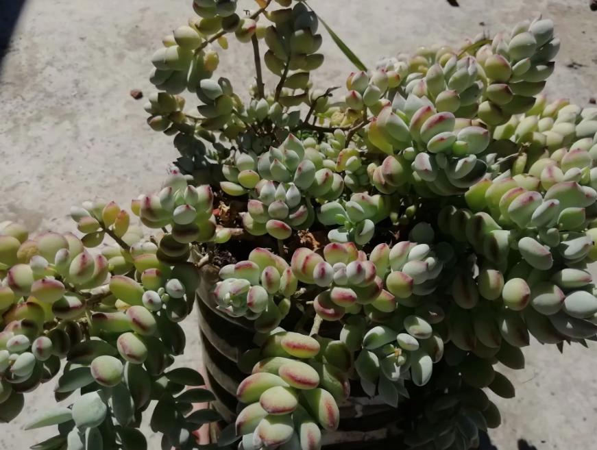 多肉养出状态来有多美?这102种多肉控养上色之后美呆了