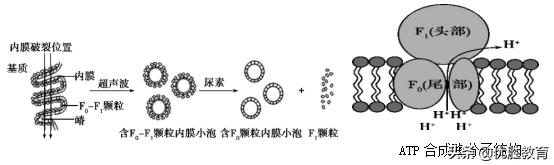 生物高考细胞膜知识点,细胞膜高考知识点