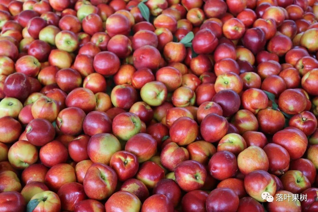 中国桃产业转型升级,桃产业转型升级的思考