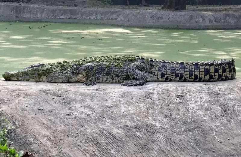鬣狗的咬合力比狮子强是假的,老虎鬣狗狮子哪样咬合力更强