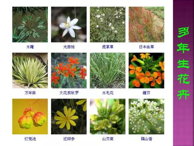 花卉大全500种观叶植物名称,1332种常见花卉植物图谱