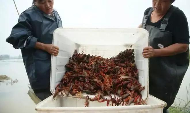 五月份小龙虾死亡应该怎么防治,小龙虾瘟病什么时候出