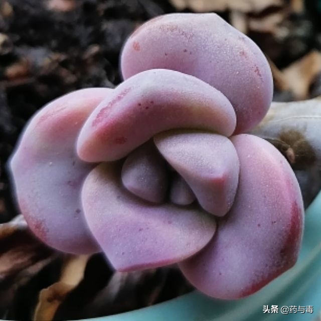 一年之内三次姑娘你不知道痛吗？