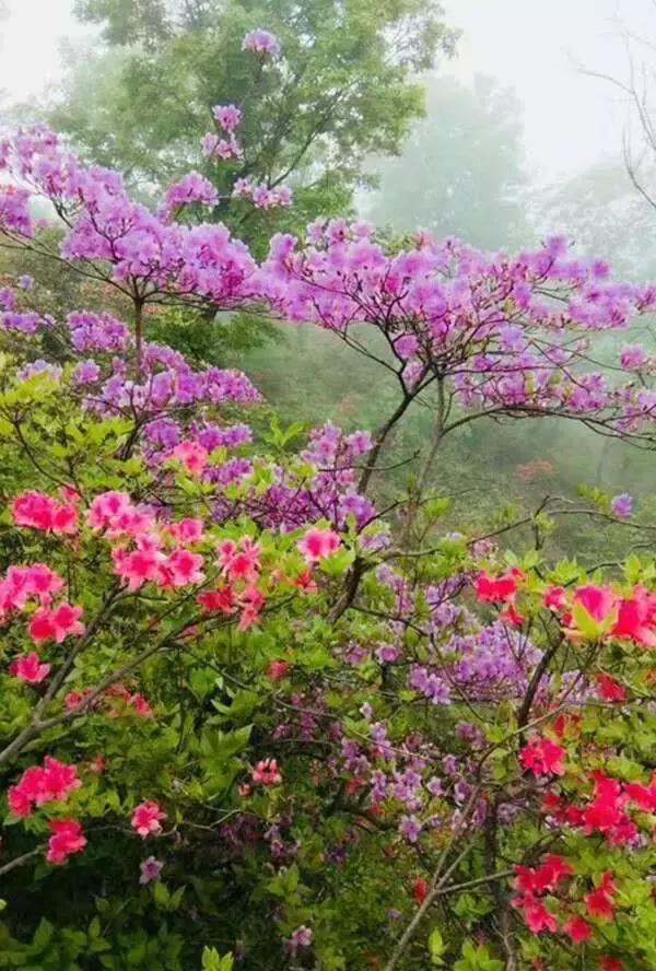 县长带你去旅游米脂,县长带你旅游