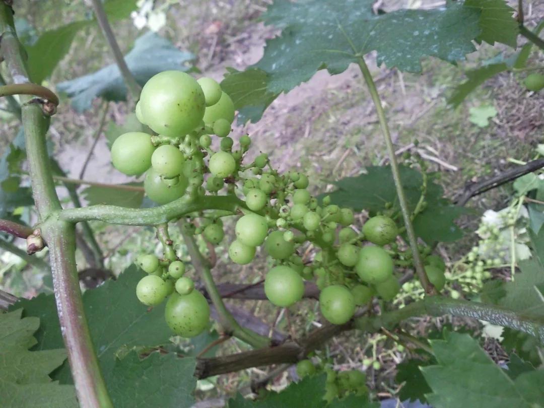 夏黑葡萄大小粒怎么解决,预防葡萄大小粒最好方法