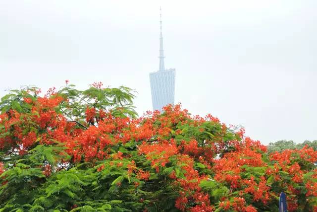 毕业季的凤凰花和栀子花,毕业季凤凰花开的时候