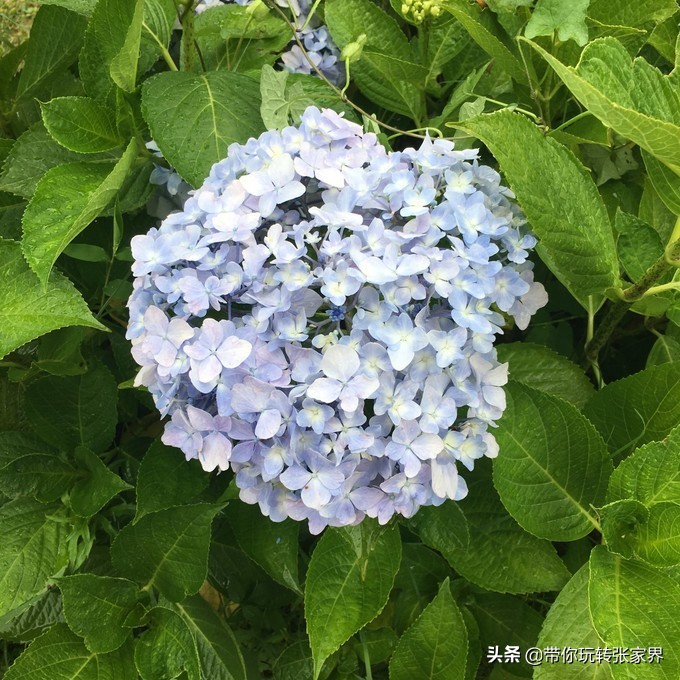 到张家界天门山自助游价格多少钱,武汉到张家界天门山三日游