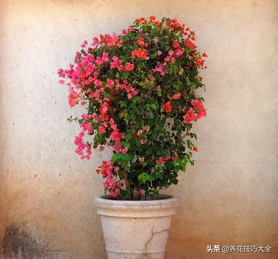 想要花养得好要施什么肥,想要花养得好就要勤换花