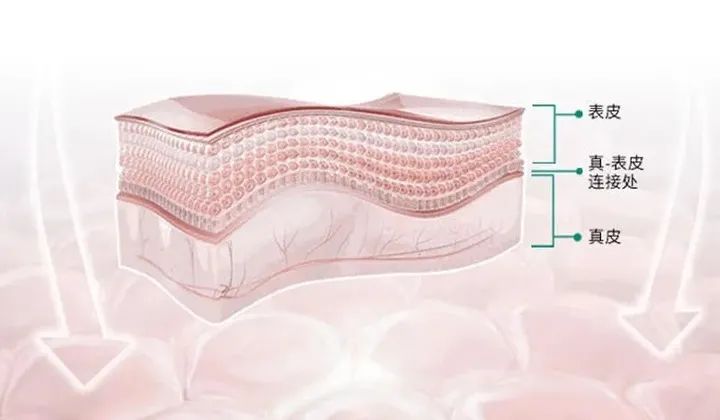 独特益生菌成分，帮你重返18岁少女娇嫩
