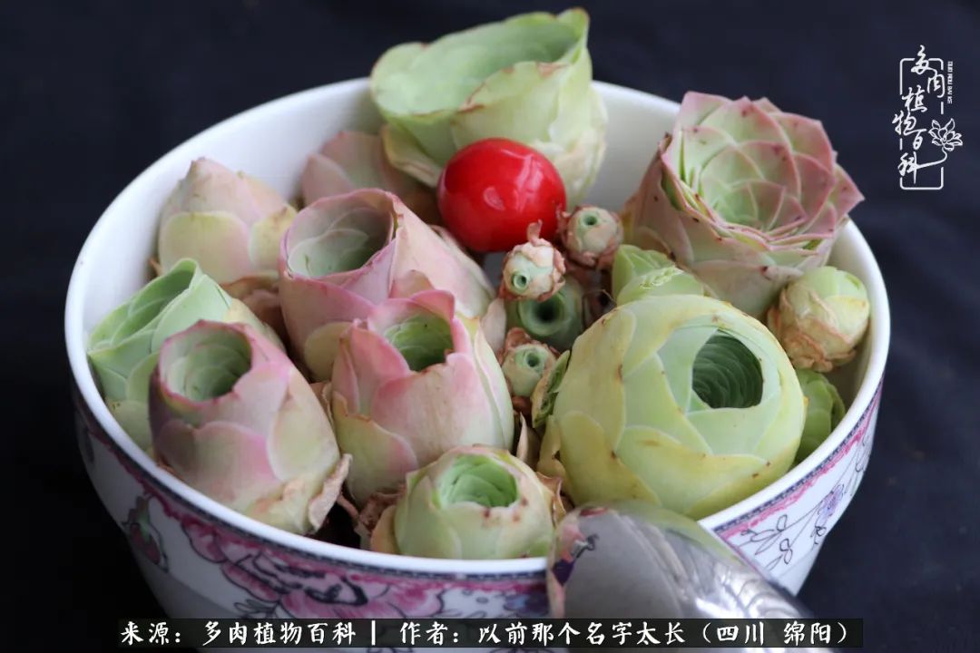 山地玫瑰夏天,夏季的山地玫瑰