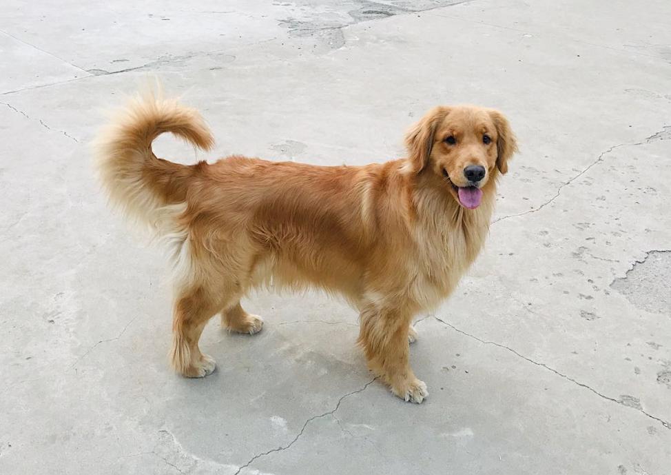 金毛狗狗自制营养食谱大全视频,狗狗调理肠胃狗粮做法