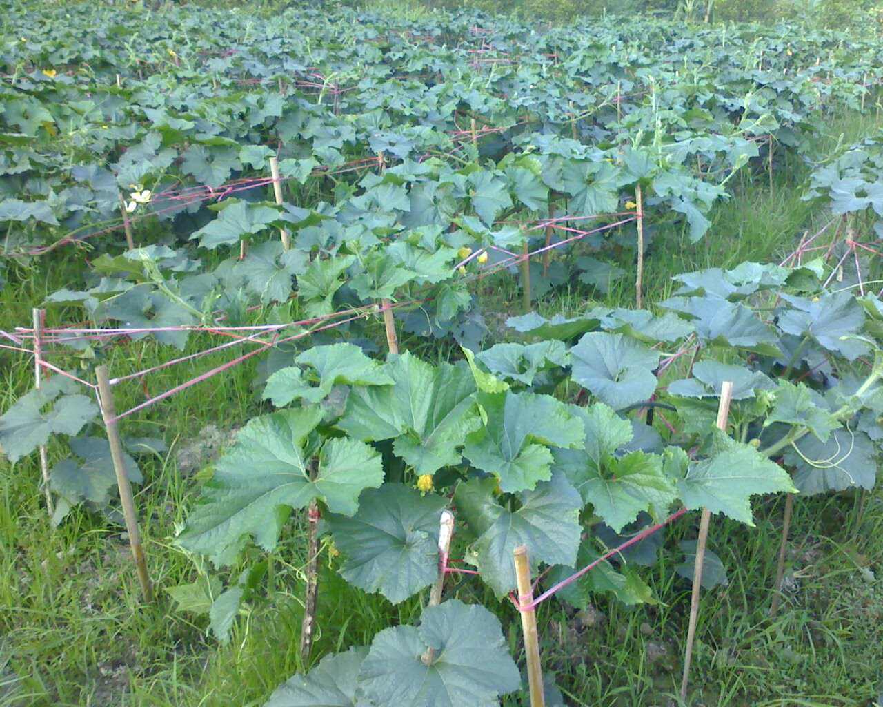 冬瓜怎么管理高产,冬瓜怎么管理才多结瓜