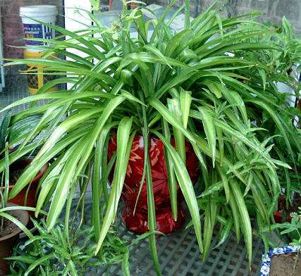 怎样养吊兰才能长得好,吊兰怎么养才能更旺盛小妙招