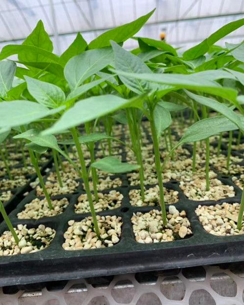 辣椒炭疽病又来了,叶片,果实受害严重?你需要加强以下6项管理