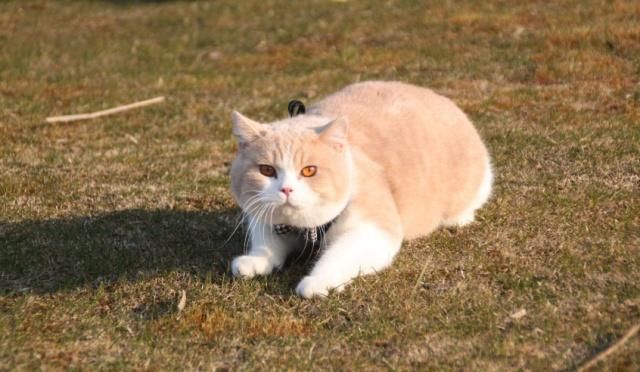 英国短毛猫的种类特别多，哪种是你的心头爱？最爱橘色“金胖子”