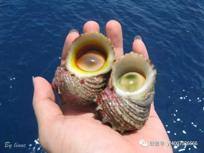 海缸养鱼长绿藻,海缸藻类多适合养鱼吗