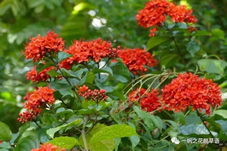 美丽赪桐（Clerodendrumspeciosissimum）