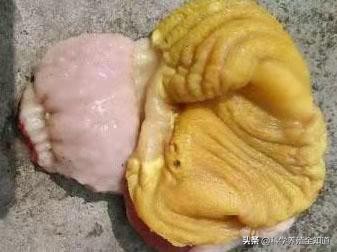 鸡群呼吸道久治不愈,鸡群过料怎么办