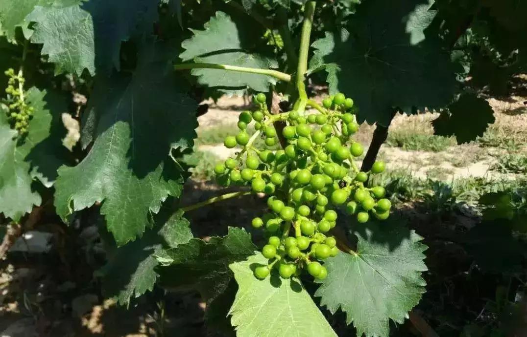 怎么把葡萄变得更好吃,怎么把葡萄种心形