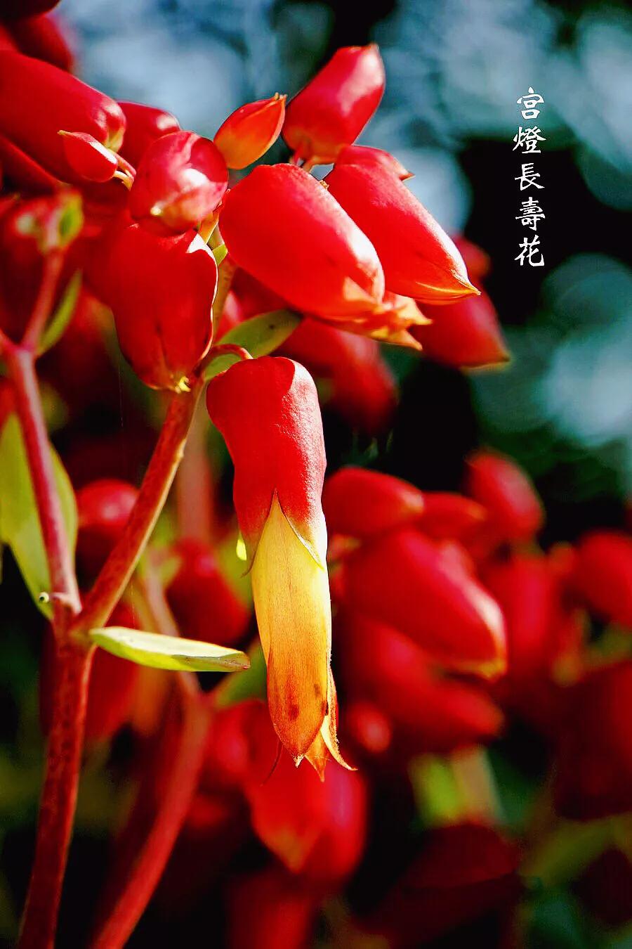 宫灯长寿花重瓣,小宫灯长寿花精品