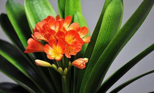 君子兰种子出芽了什么时间移苗,君子兰熟果种植方法