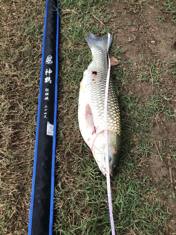 鱼竿调性什么意思,怎么选鱼竿鱼竿的调性和硬度