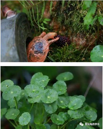 黄缘龟该如何造景,黄缘龟造景用河沙