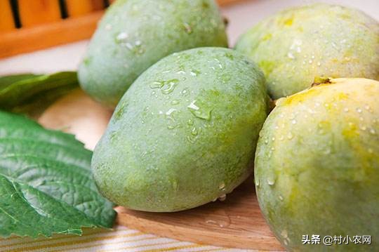 芒果采摘到成熟多少天,芒果怎样才能快速成熟