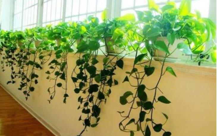 用这种“特效水”养绿萝吊兰，叶片绿油油，新芽蹭蹭长，不黄叶