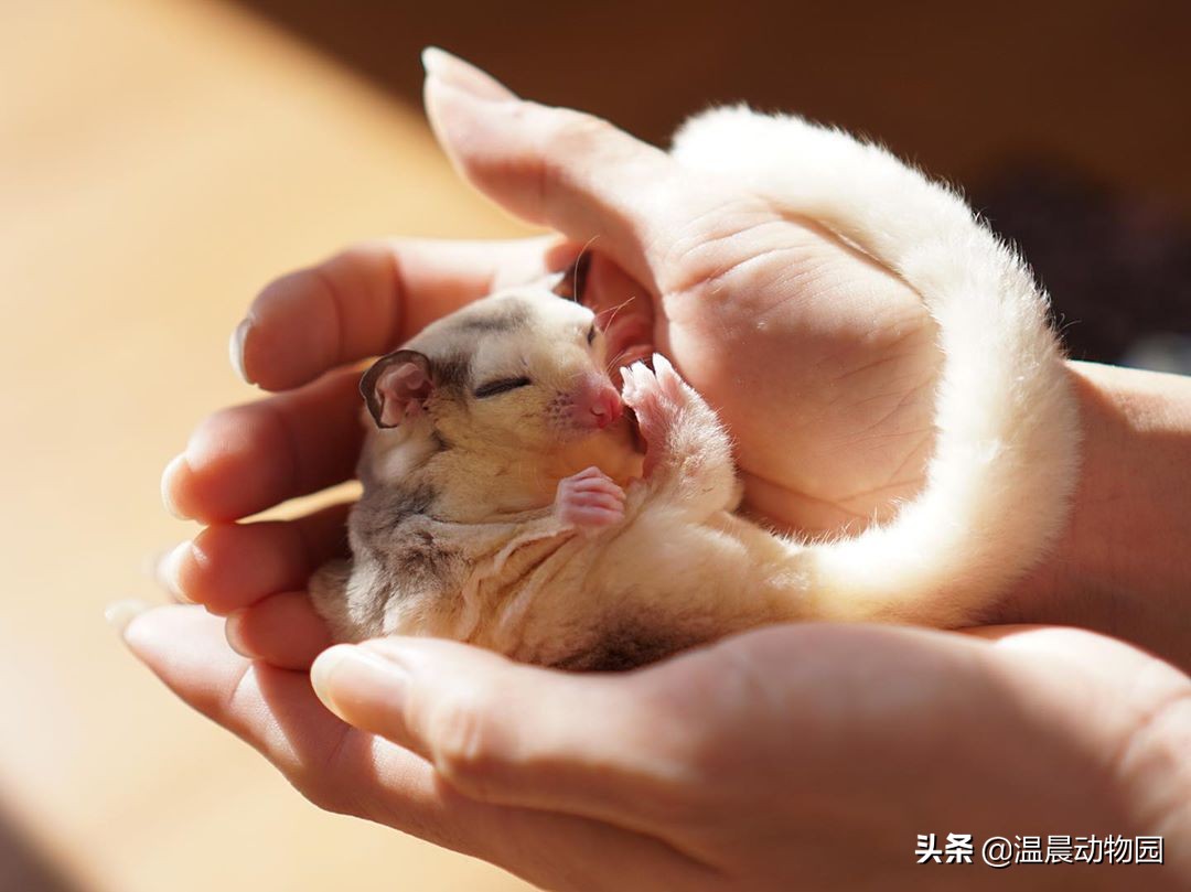 蜜袋鼯脏不脏,小蜜袋鼯可以洗澡吗