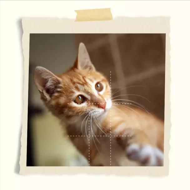 流浪猫被好心人收养结果恩将仇报,流浪猫被救下重获新生