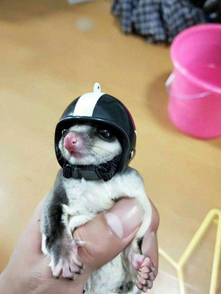 寒号鸟科普视频,寒号鸟和老鼠的区别