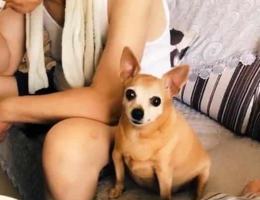 怎么判断吉娃娃吃饱了,吉娃娃吃饱