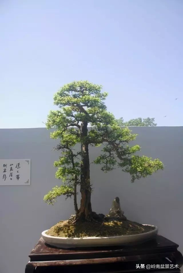 双干树,双干型果树