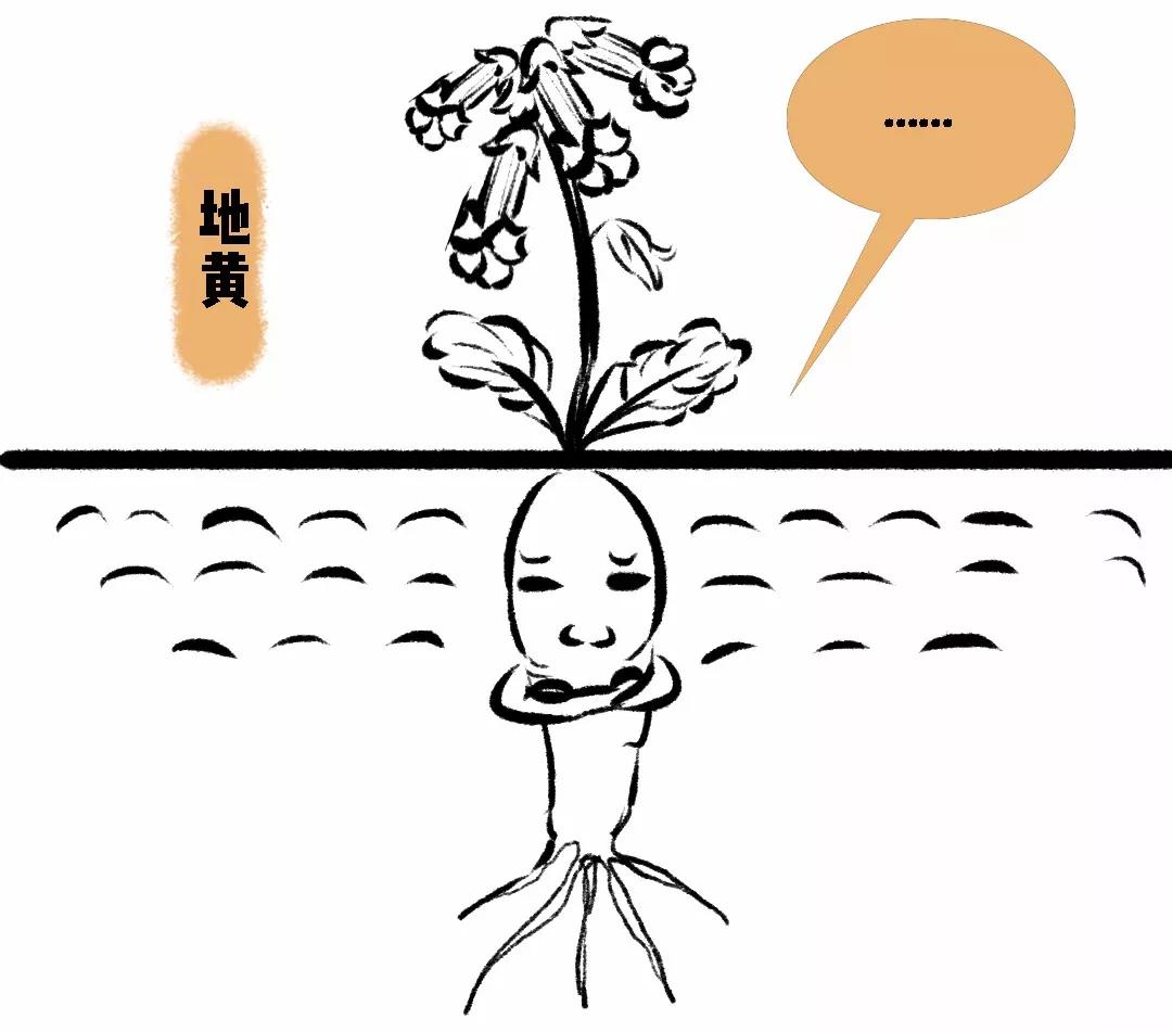 女人最好喝的四物汤,女士四物汤包含什么