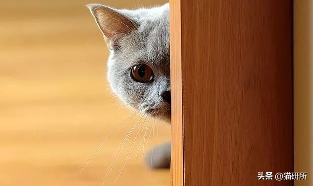 新猫到家不吃不喝怎么办,猫不吃不喝躲在角落