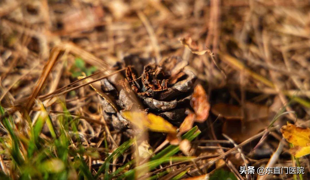 二十四节气中医养生茶,二十四节气道家功法