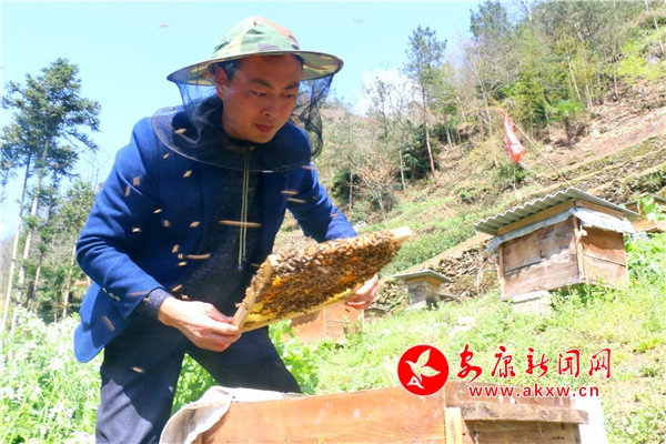 平利县：蜜蜂花间采蜜忙，酿出好“钱”景
