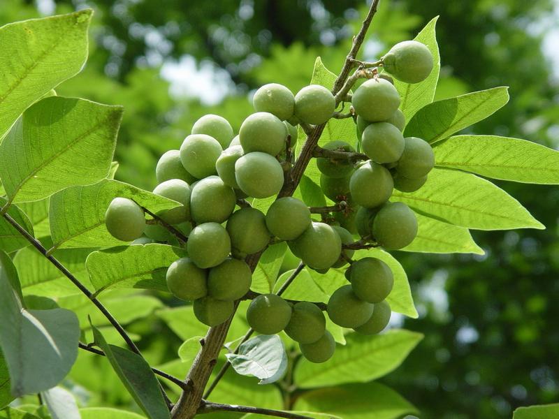 秋实之美无患子，假做桂元真菩提